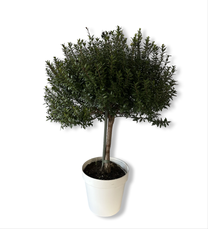 Piantina Alberello di Mirto - Myrtus Microphylla CERTIFICATA