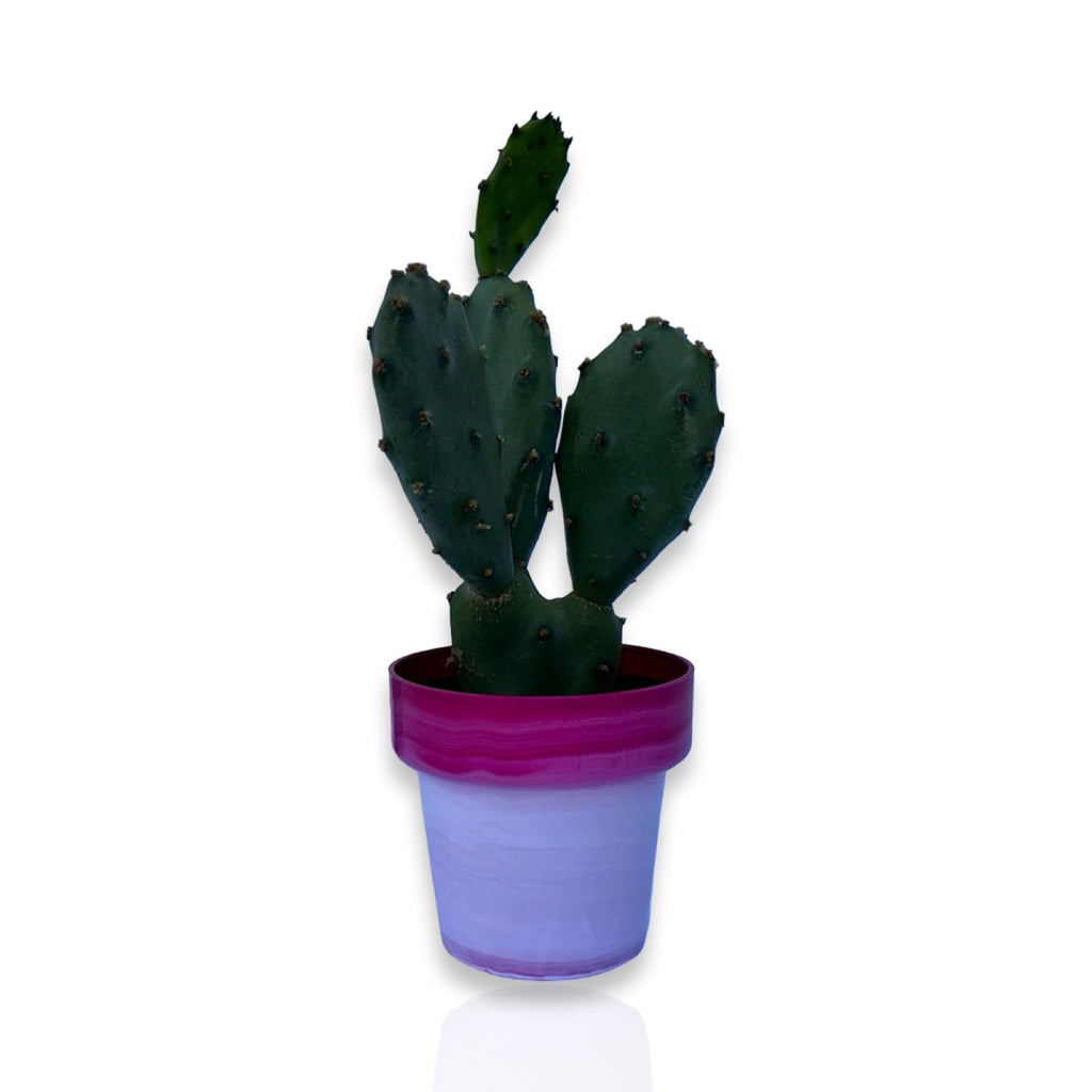 Mini Piantina di Opuntia Vulgaris CERTIFICATA