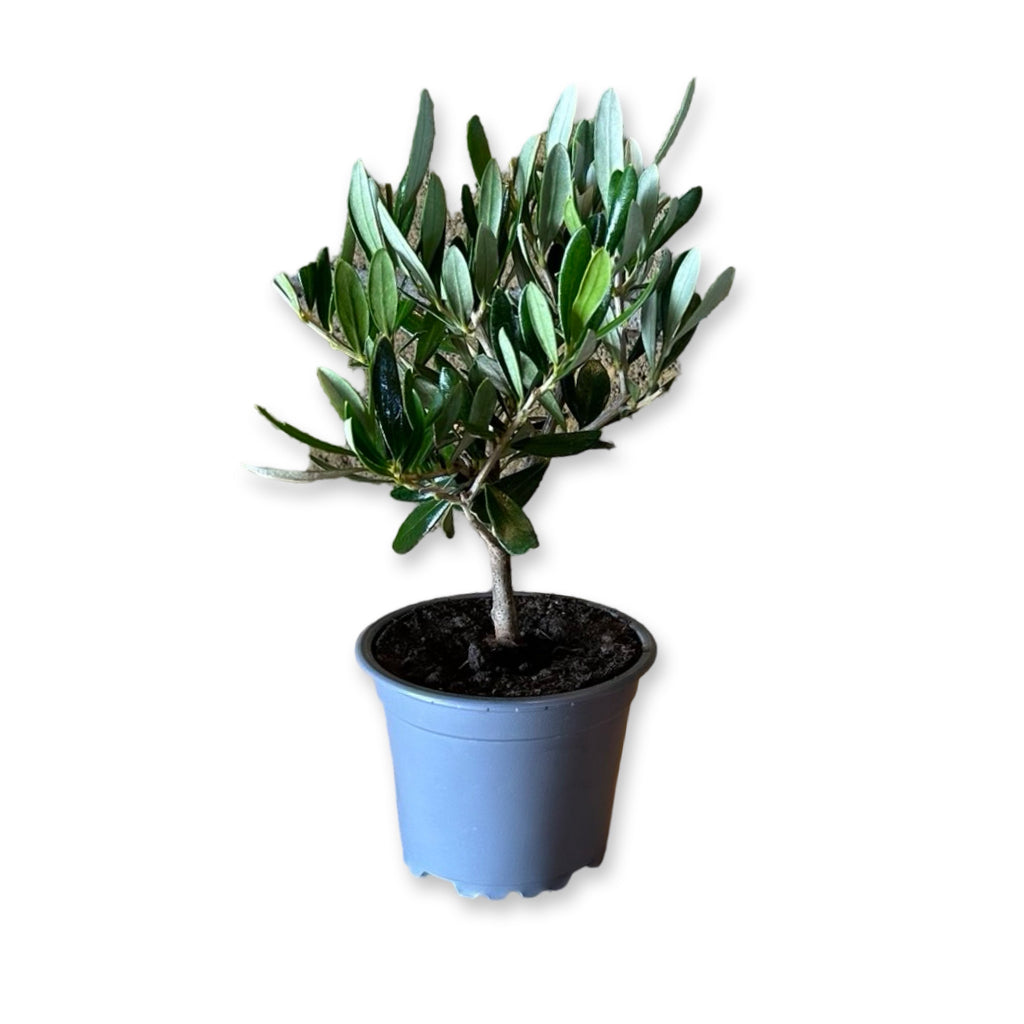 Ulivo cespuglio simil-Bonsai cipressino in vaso plastica CERTIFICATA