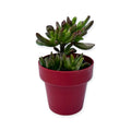Mini Piantina di Crassula Hobbit