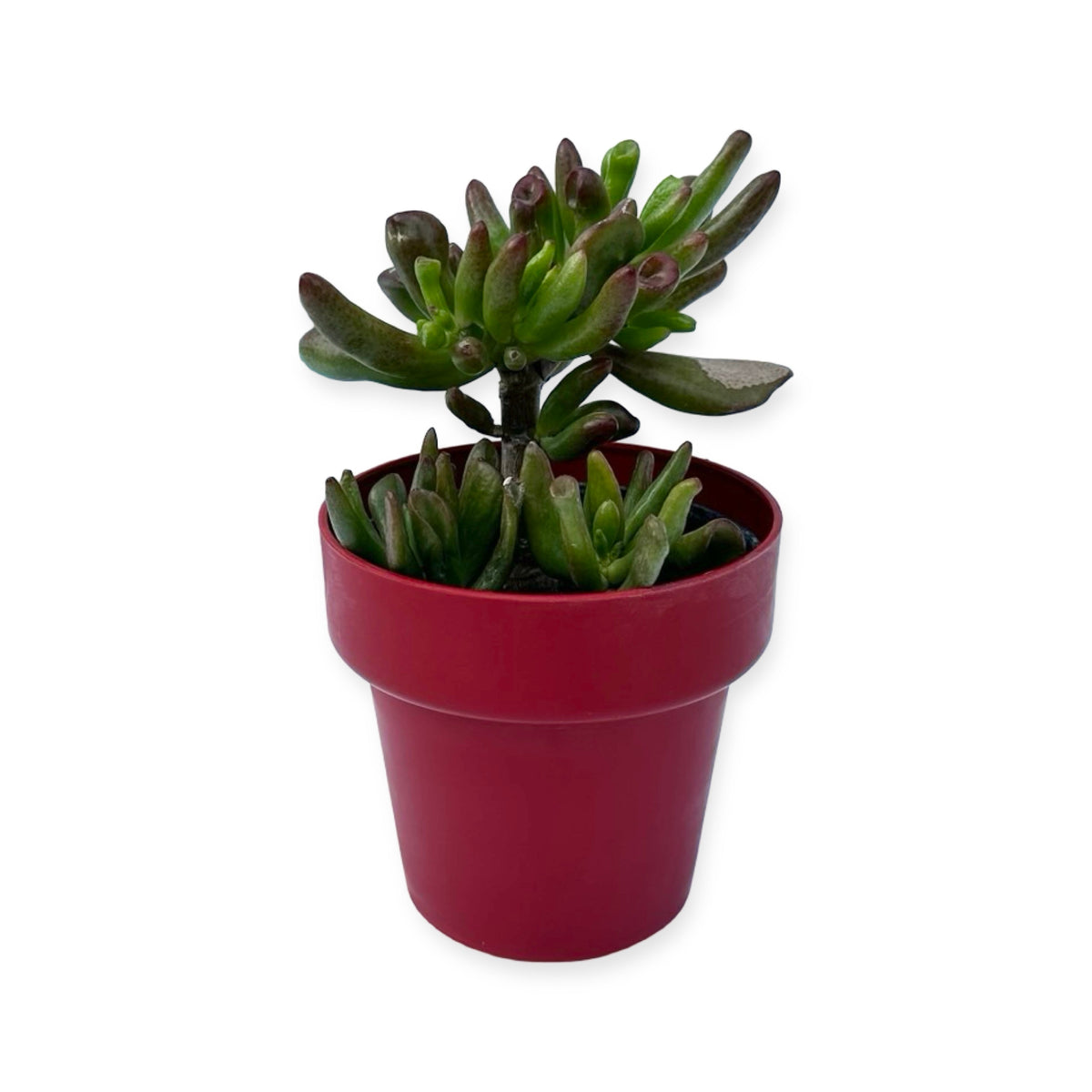 Mini Piantina di Crassula Hobbit