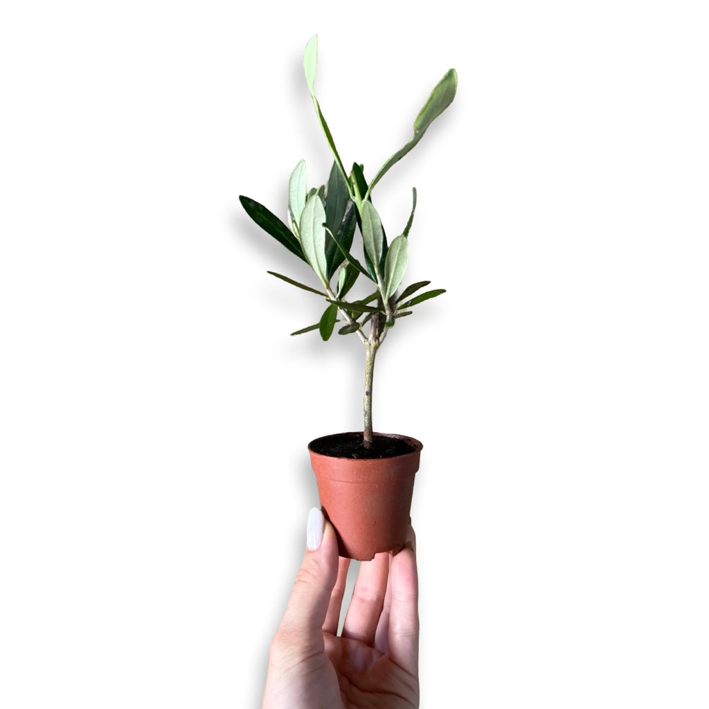 Mini Ulivo cespuglio simil-Bonsai cipressino CERTIFICATA