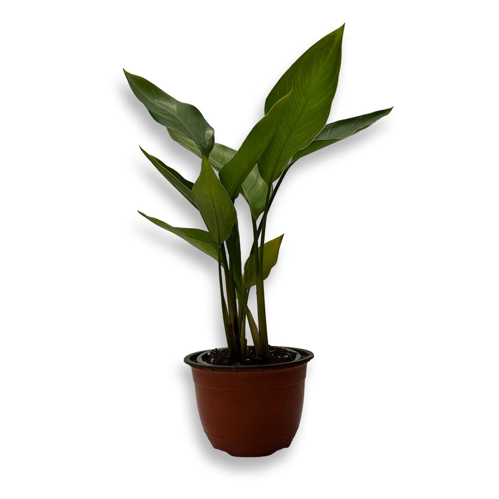 Strelitzia Augusta Nicolai