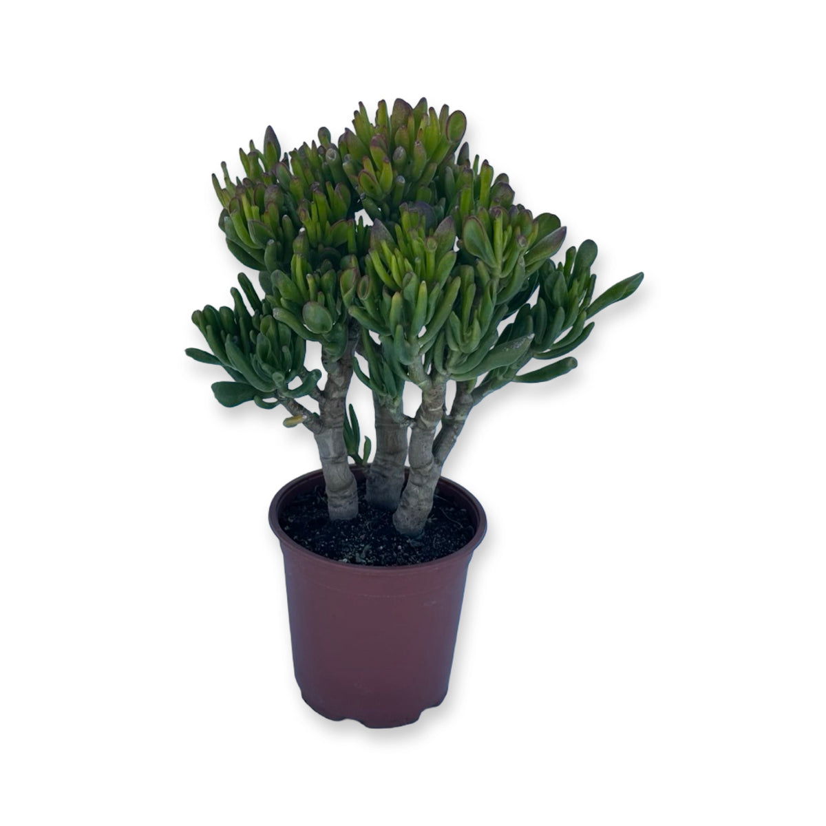 Pianta di Crassula Hobbit in vaso Ceramica