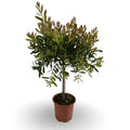 Callistemon Citrinus Splendens - Mini Alberello