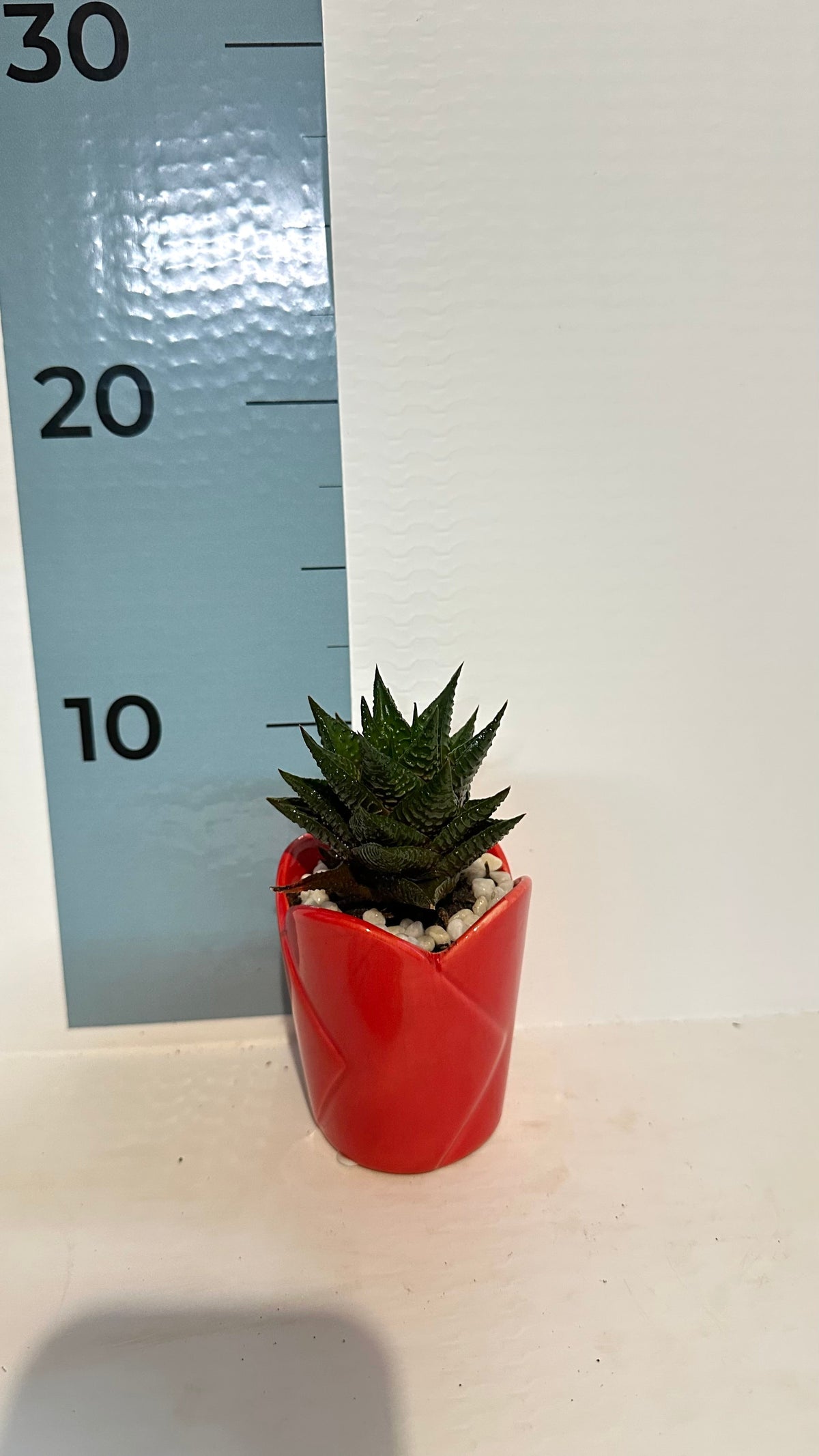 Mini Piantina grassa in vaso di ceramica CERTIFICATA