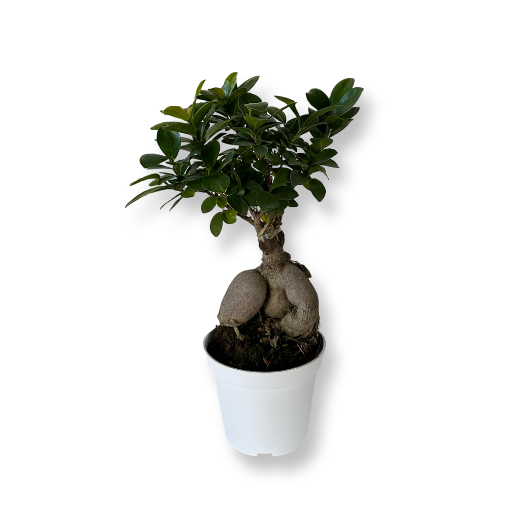 Bonsai Ginseng Ficus Microcarpa vaso plastica