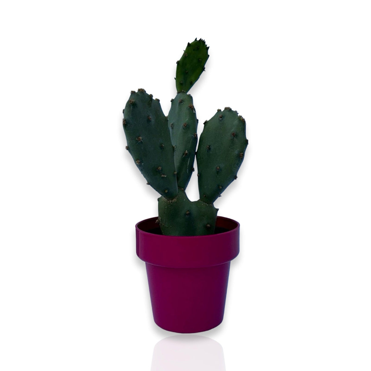 Mini Piantina di Opuntia Vulgaris CERTIFICATA