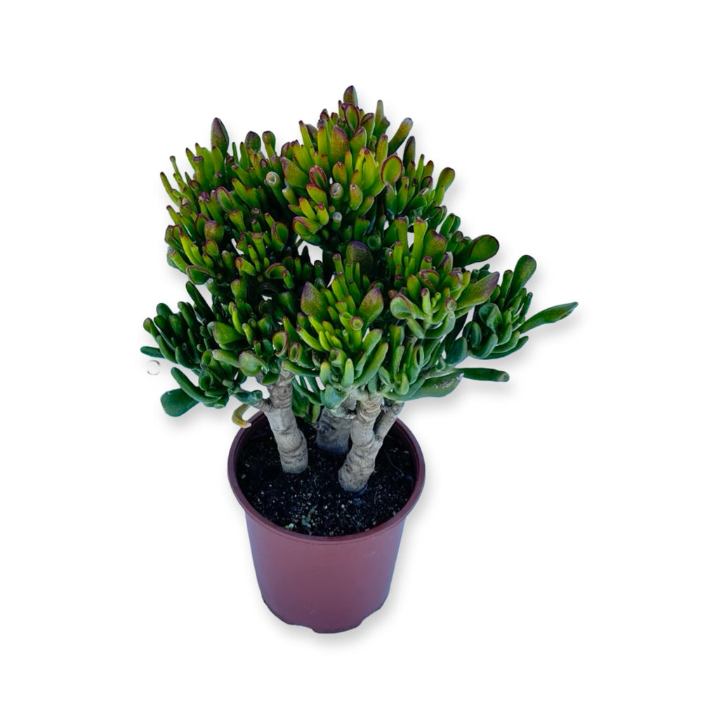 Pianta di Crassula Hobbit in vaso Ceramica