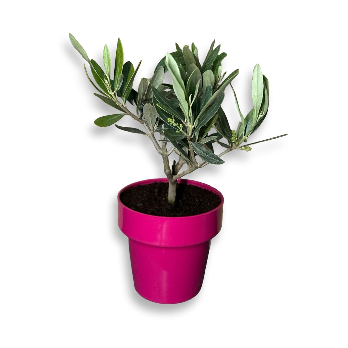 Mini Ulivo cespuglio simil-Bonsai cipressino CERTIFICATA