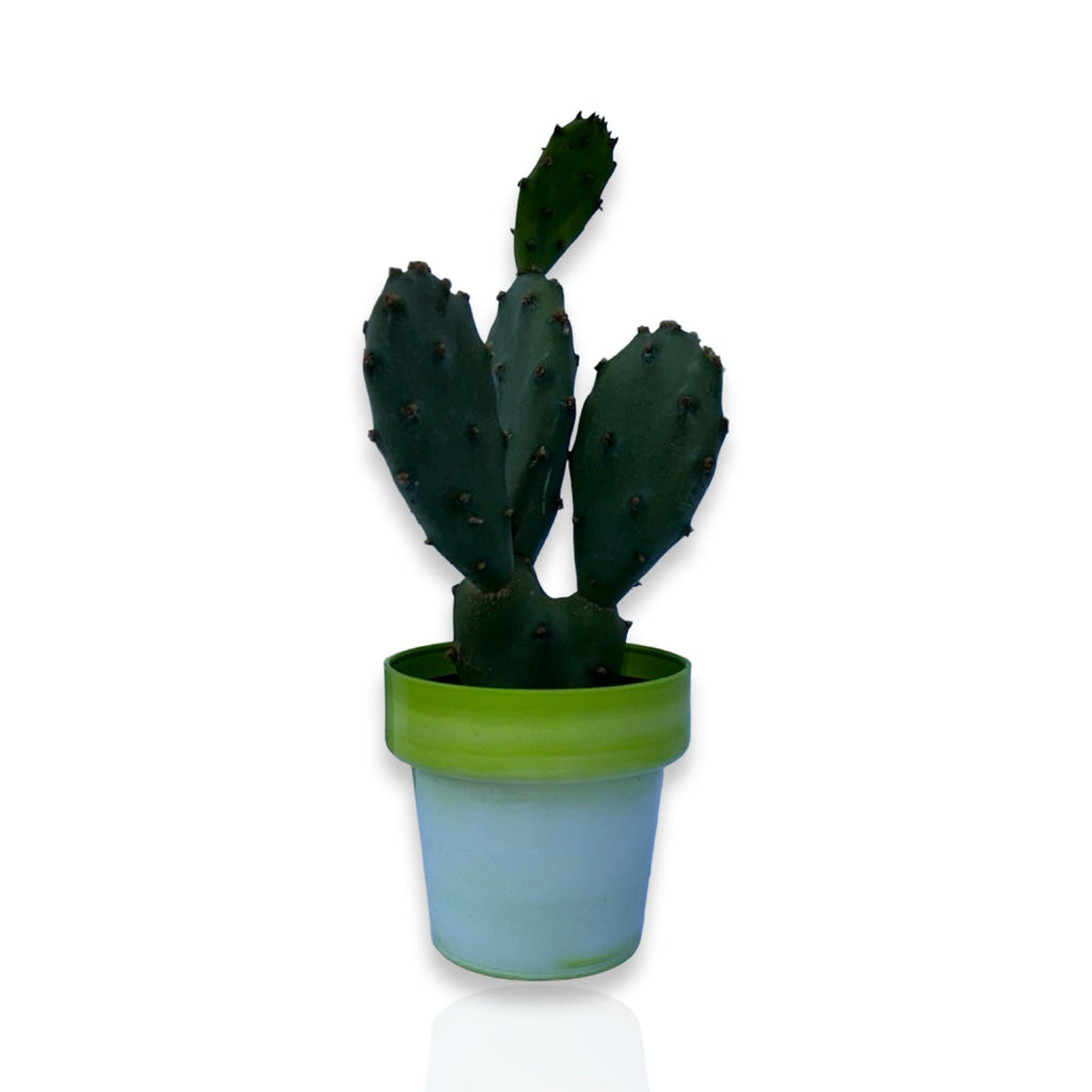 Mini Piantina di Opuntia Vulgaris CERTIFICATA