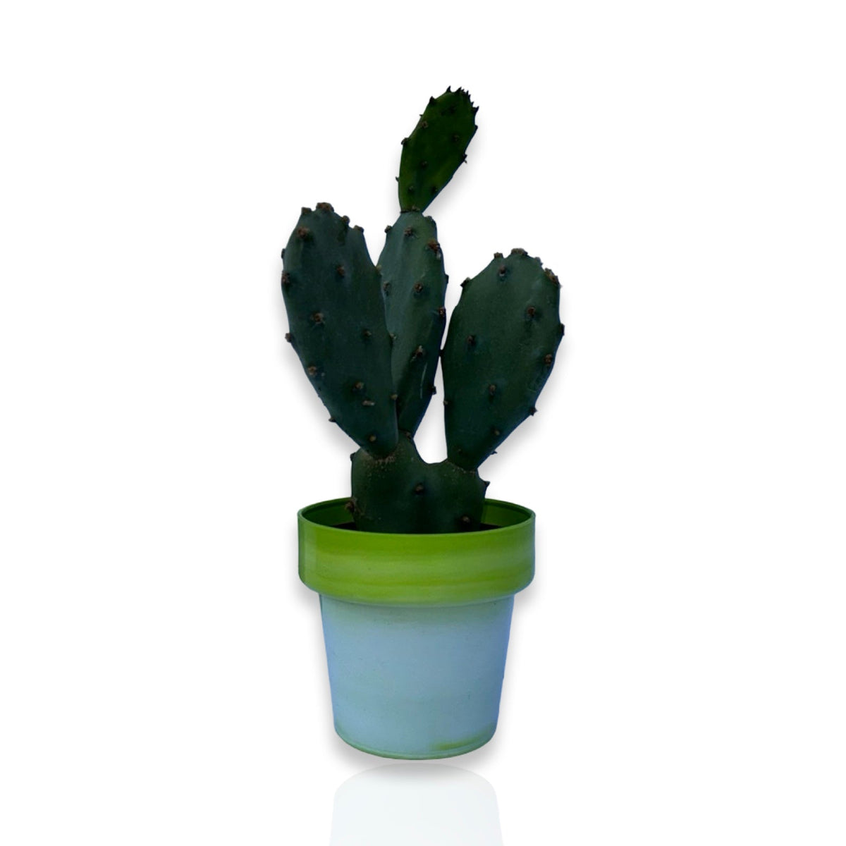 Mini Piantina di Opuntia Vulgaris CERTIFICATA