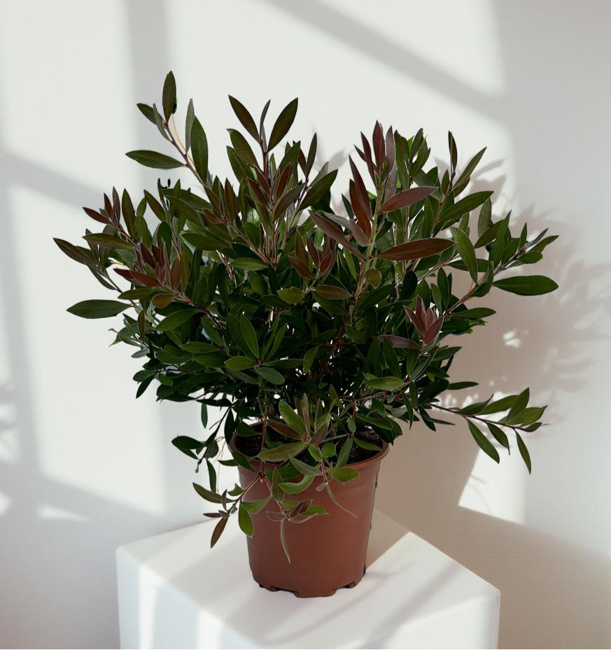 Callistemon Citrinus Splendens - Cespuglio