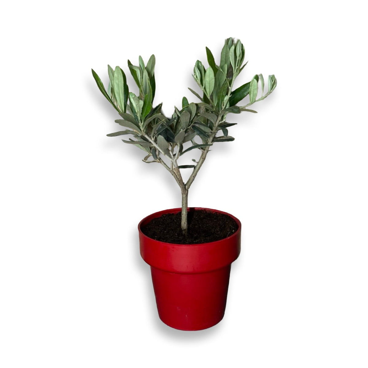 Piantina di Ulivo H20cm v10cm Plastica per bomboniere CERTIFICATA
