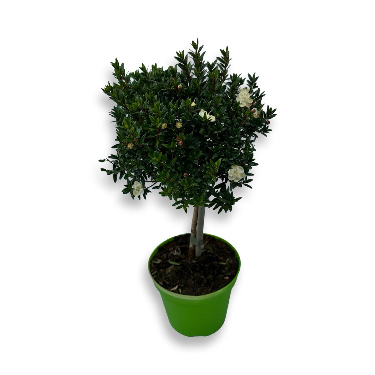 Piantina Alberello di Mirto - Myrtus Microphylla CERTIFICATA