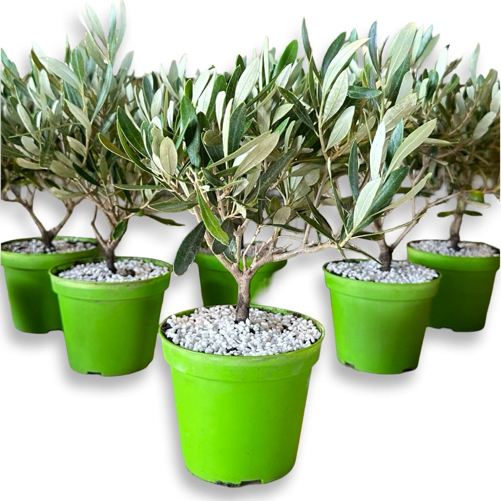 Mini Ulivo cespuglio simil-Bonsai cipressino CERTIFICATA
