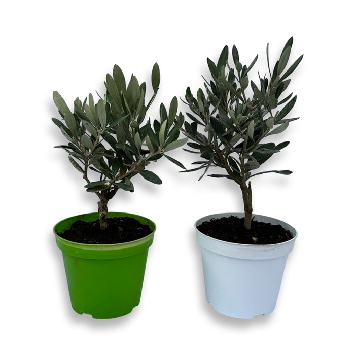 Piantine di Ulivo per bomboniere v12cm simil Bonsai CERTIFICATE