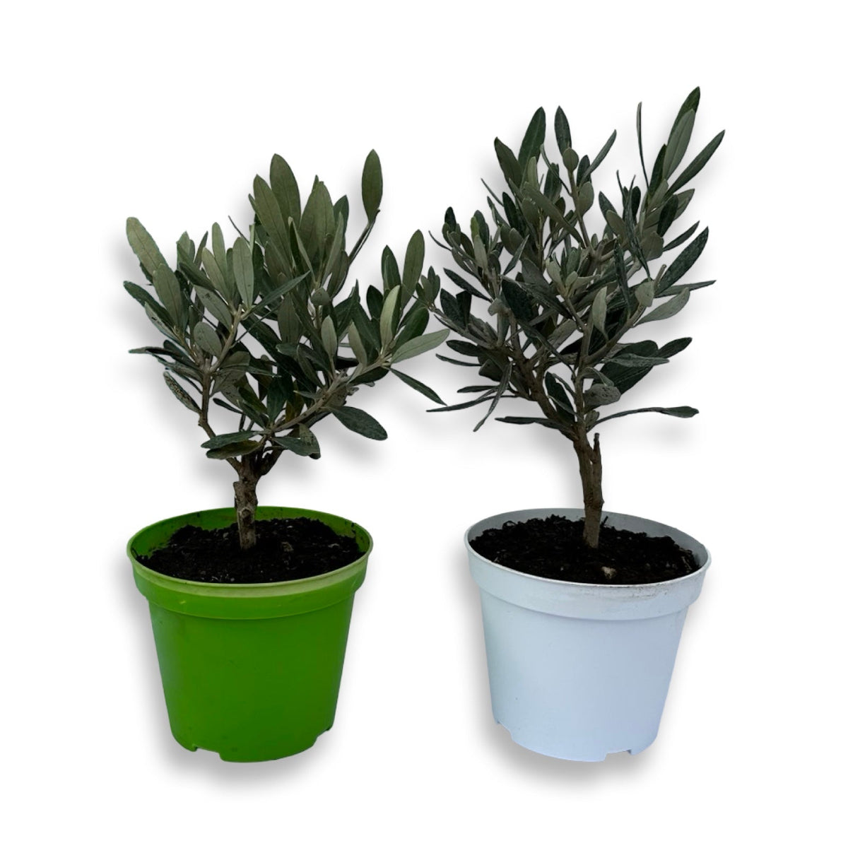 Ulivo cespuglio simil-Bonsai cipressino in vaso plastica CERTIFICATA
