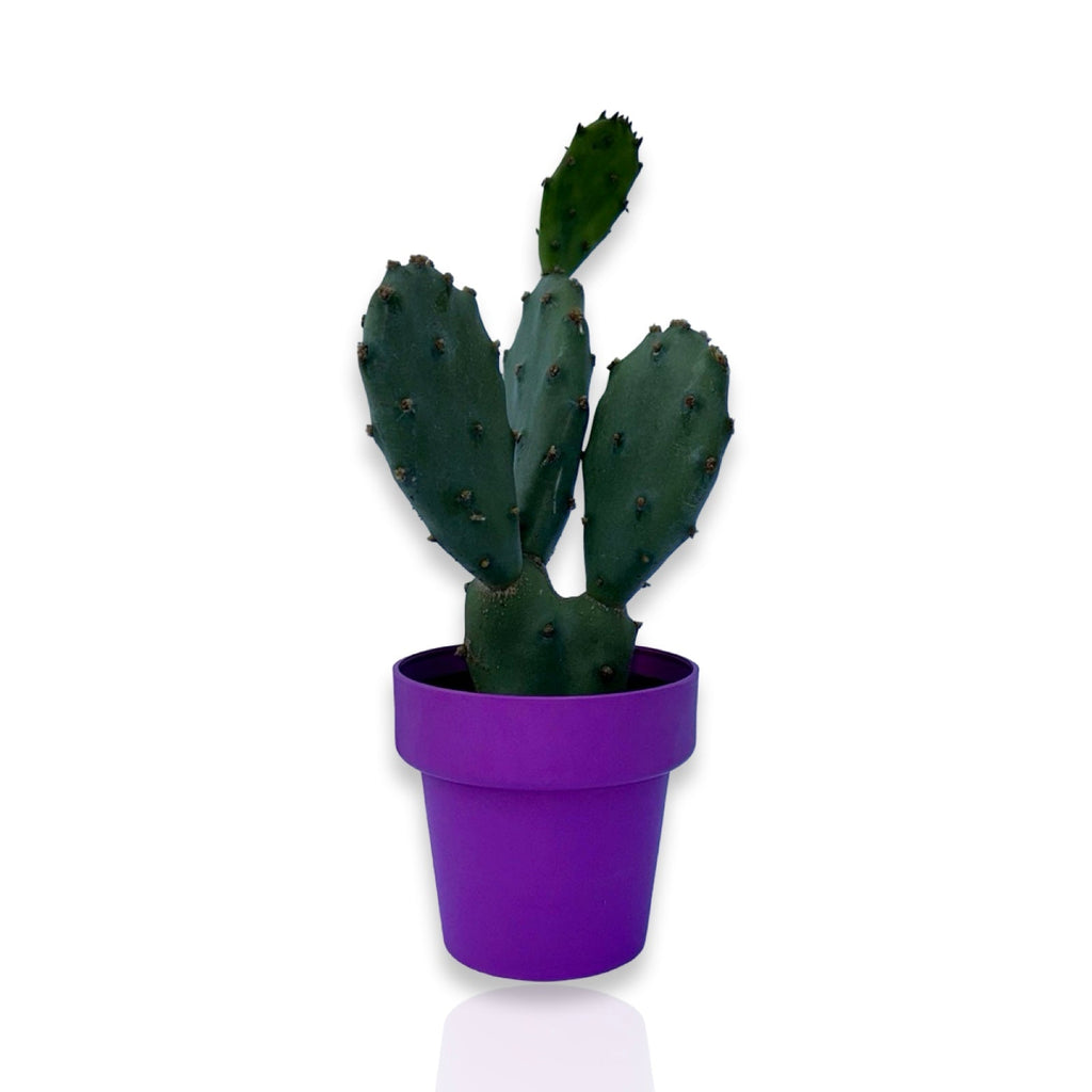 Mini Piantina di Opuntia Vulgaris CERTIFICATA