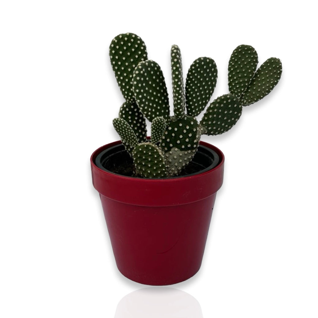 Fico d'India microvilloso Pianta Grassa Opuntia microdasys (Lehm.) Pfeiff.