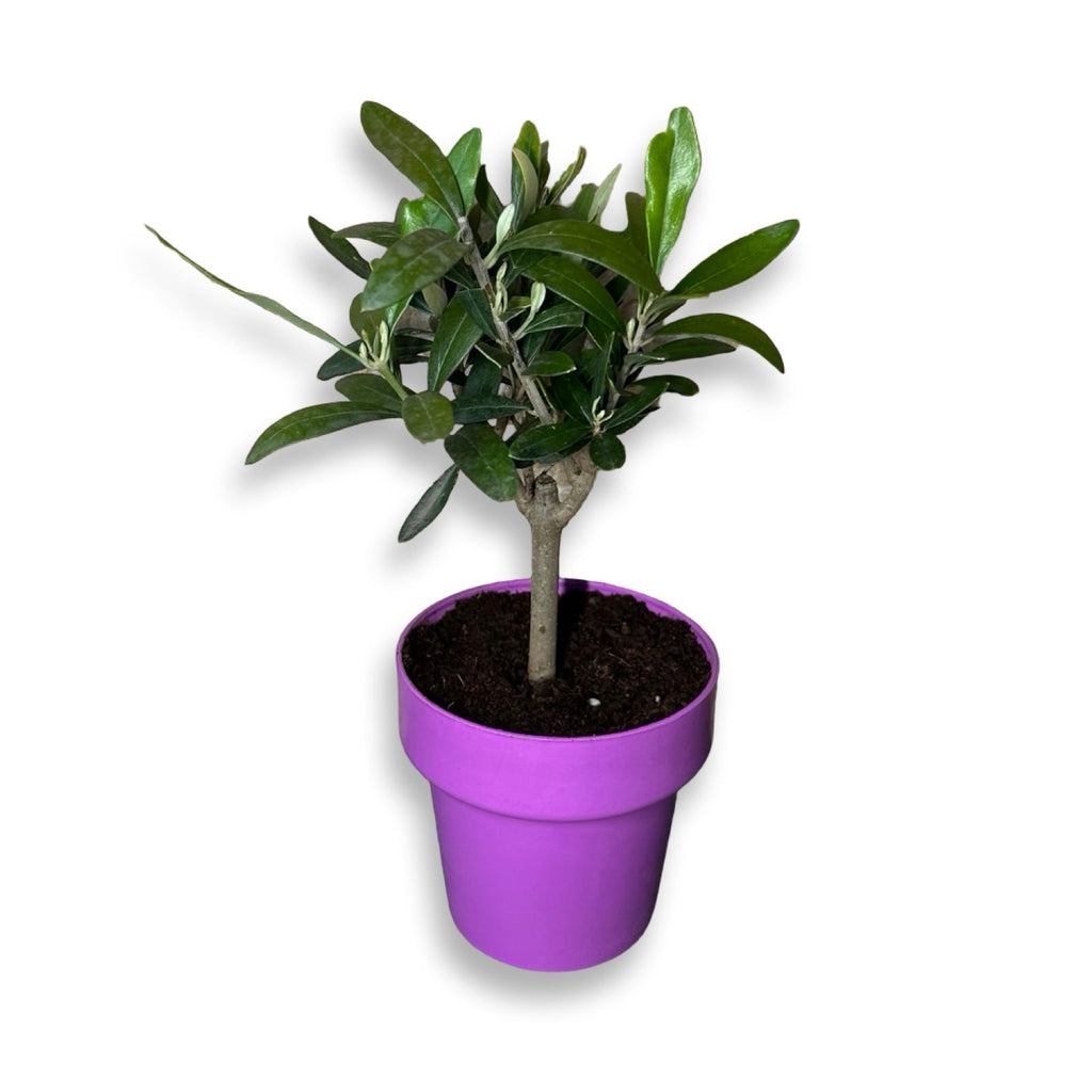 Piantina di Ulivo H20cm v10cm Plastica per bomboniere CERTIFICATA
