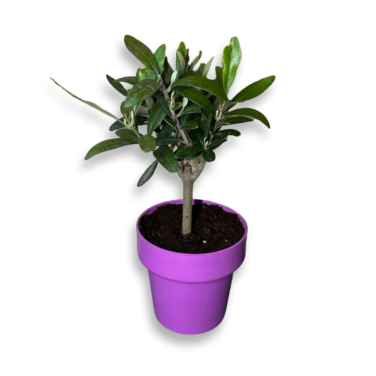 Piantina di Ulivo H20cm v10cm Plastica per bomboniere CERTIFICATA