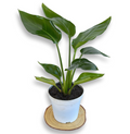 Strelitzia Augusta Nicolai
