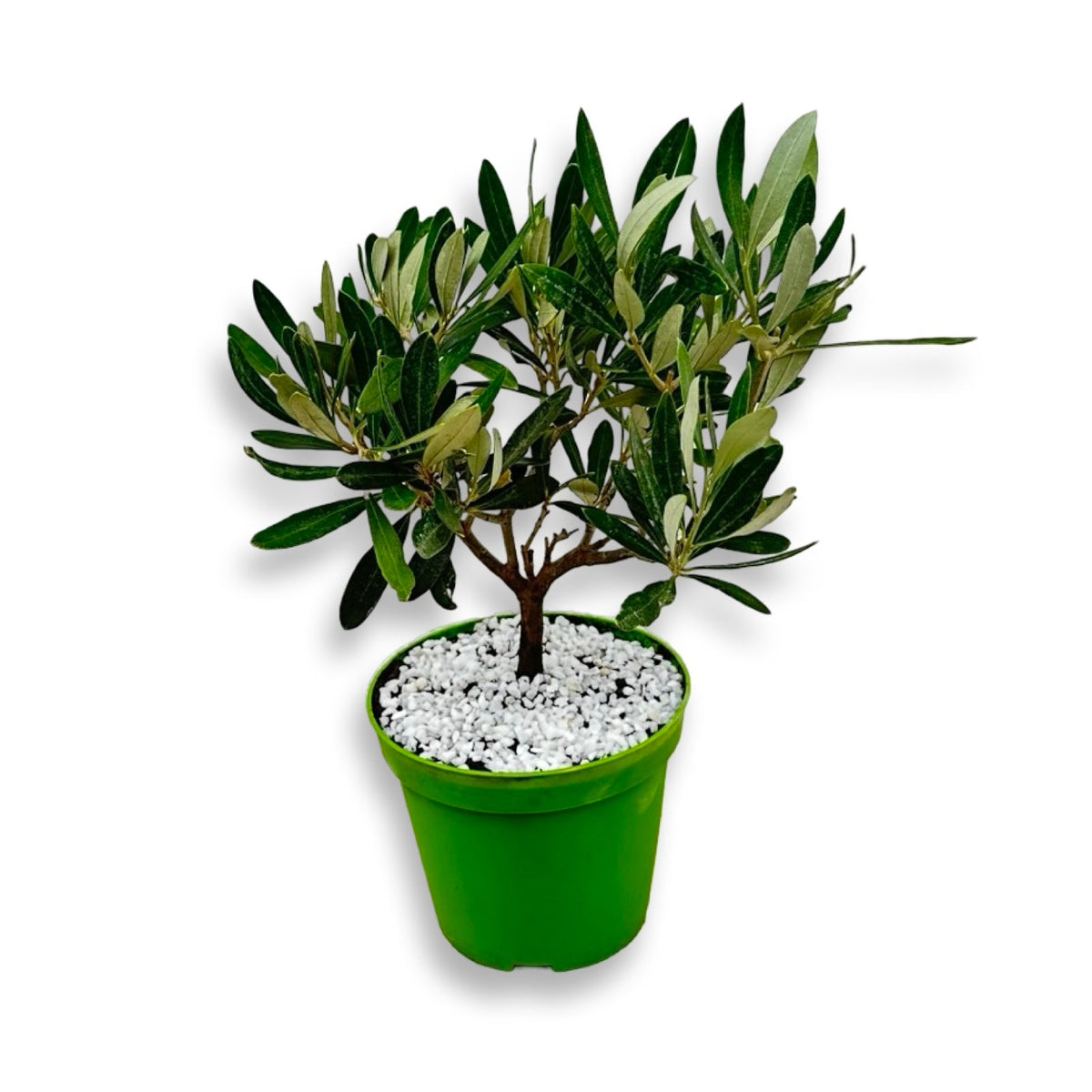 Mini Ulivo cespuglio simil-Bonsai cipressino CERTIFICATA