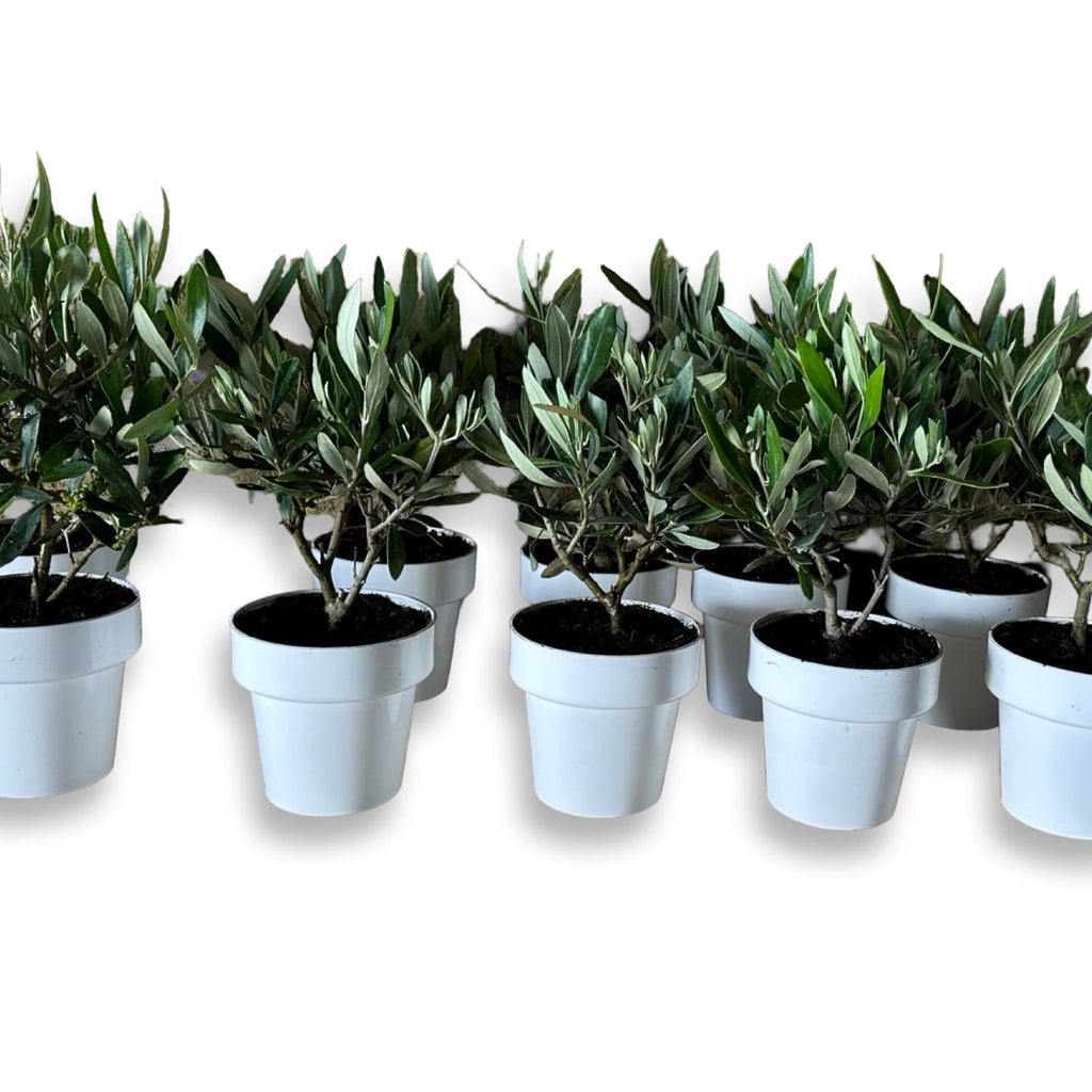 Ulivo cespuglio simil-Bonsai cipressino in vaso plastica CERTIFICATA