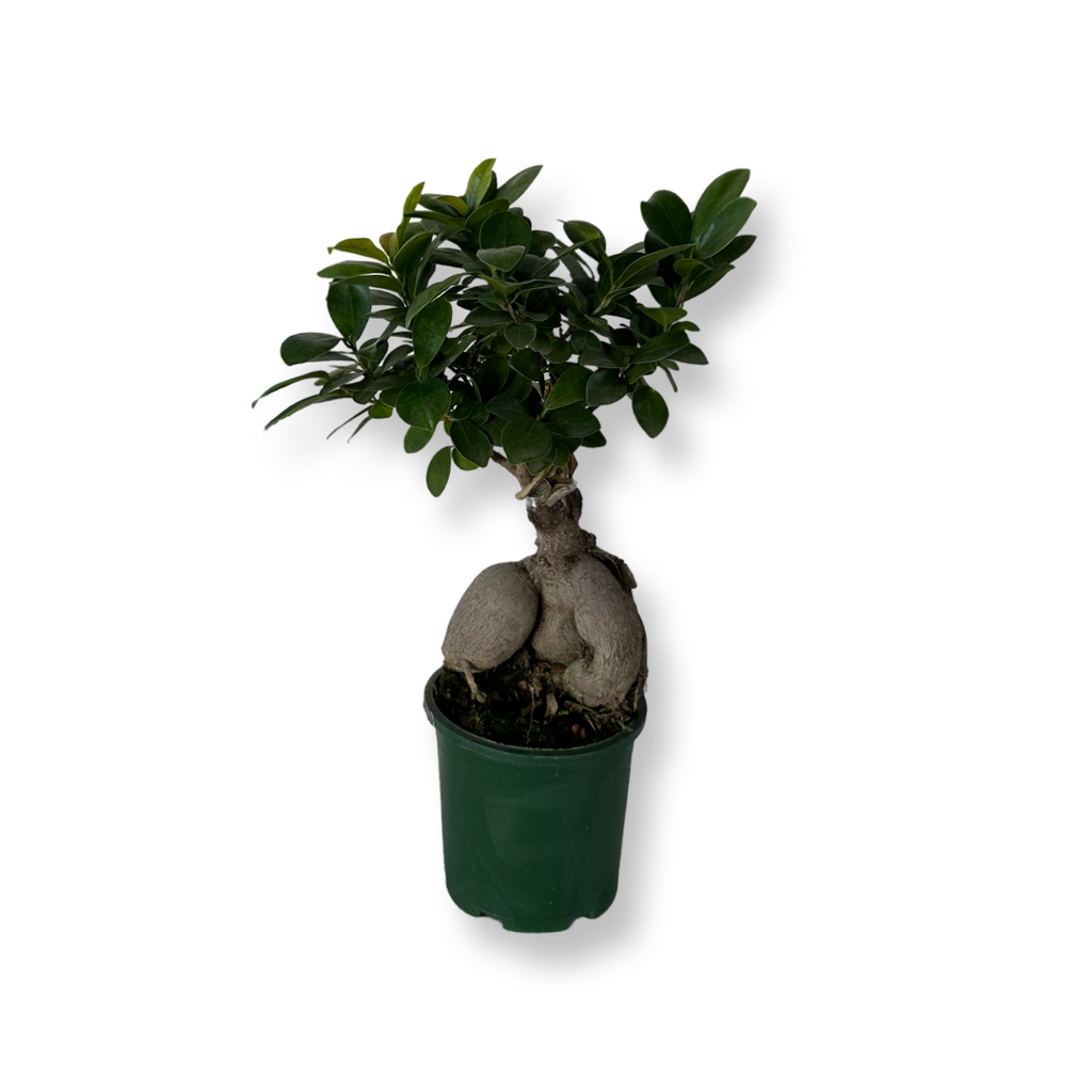 Bonsai Ginseng Ficus Microcarpa vaso plastica