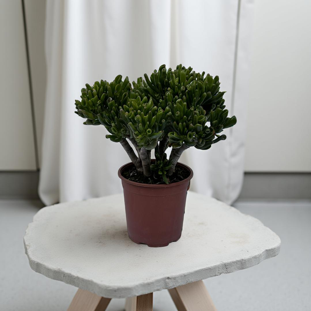 Pianta di Crassula Hobbit in vaso Ceramica