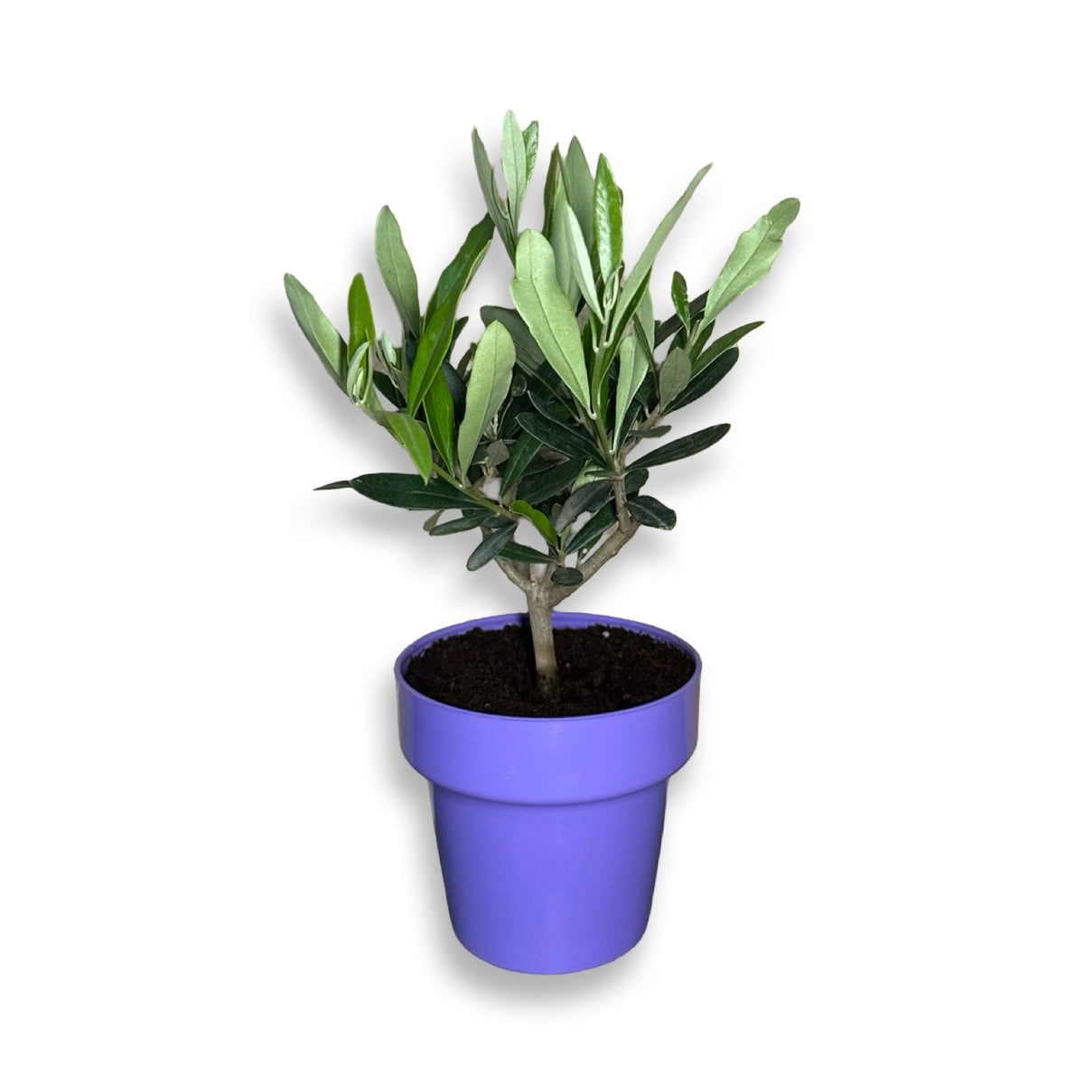 Piantina di Ulivo H20cm v10cm Plastica per bomboniere CERTIFICATA