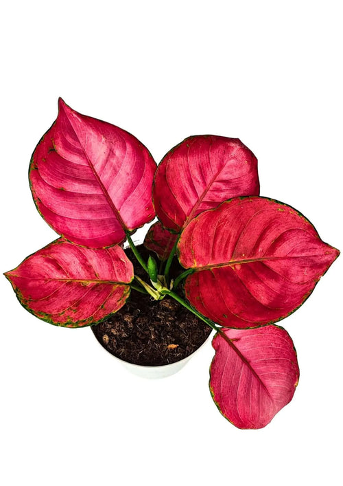 Aglaonema Lucky Red