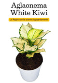 Aglaonema White Kiwi