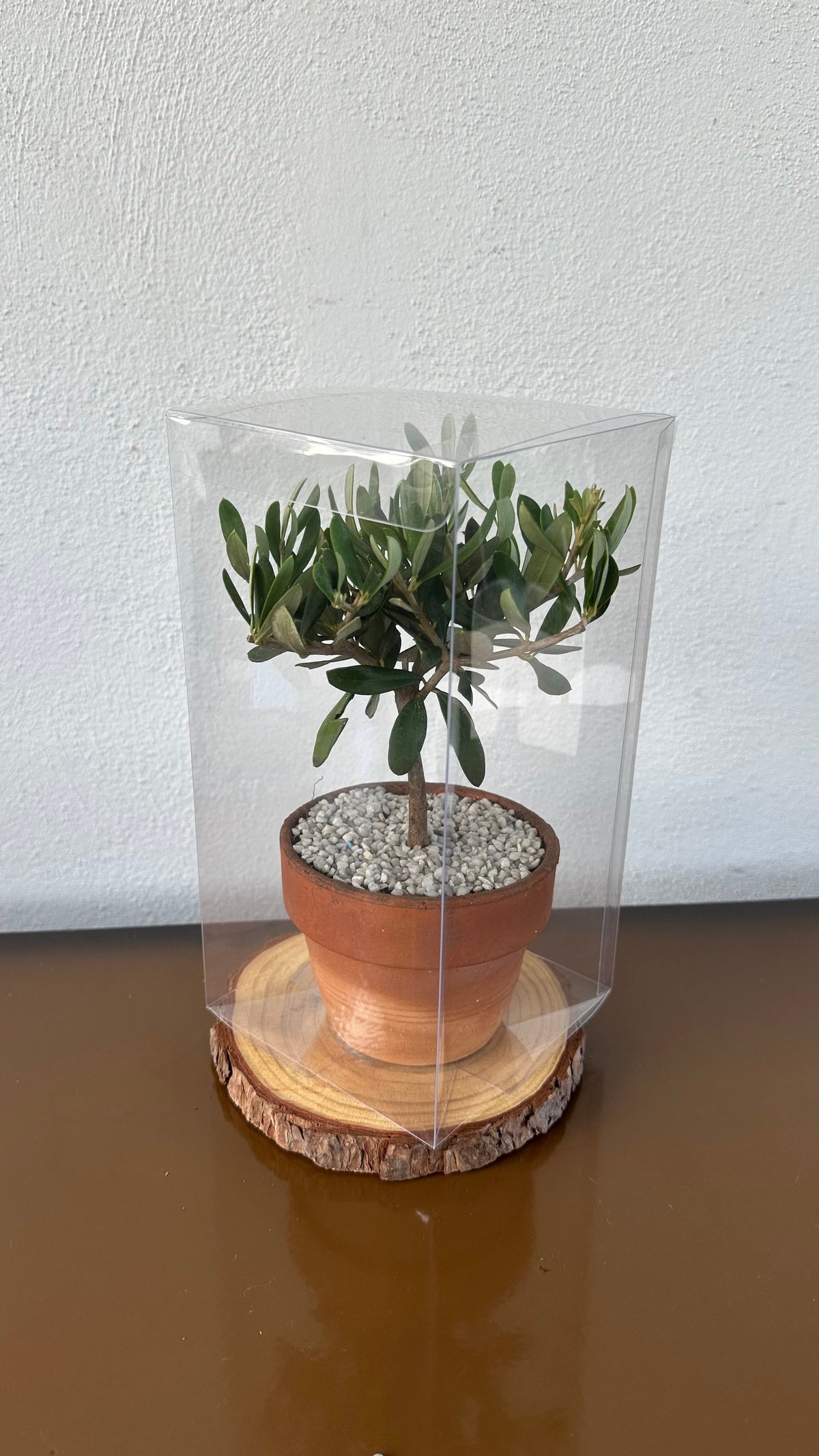 Mini Ulivo cespuglio simil-Bonsai cipressino CERTIFICATA