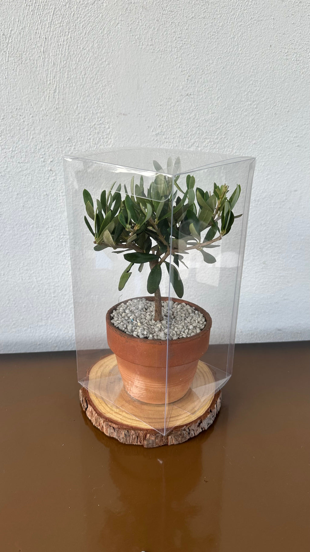 Set Piantine Ulivo bomboniere v11cm Terracotta simil Bonsai cipressino CERTIFICATE