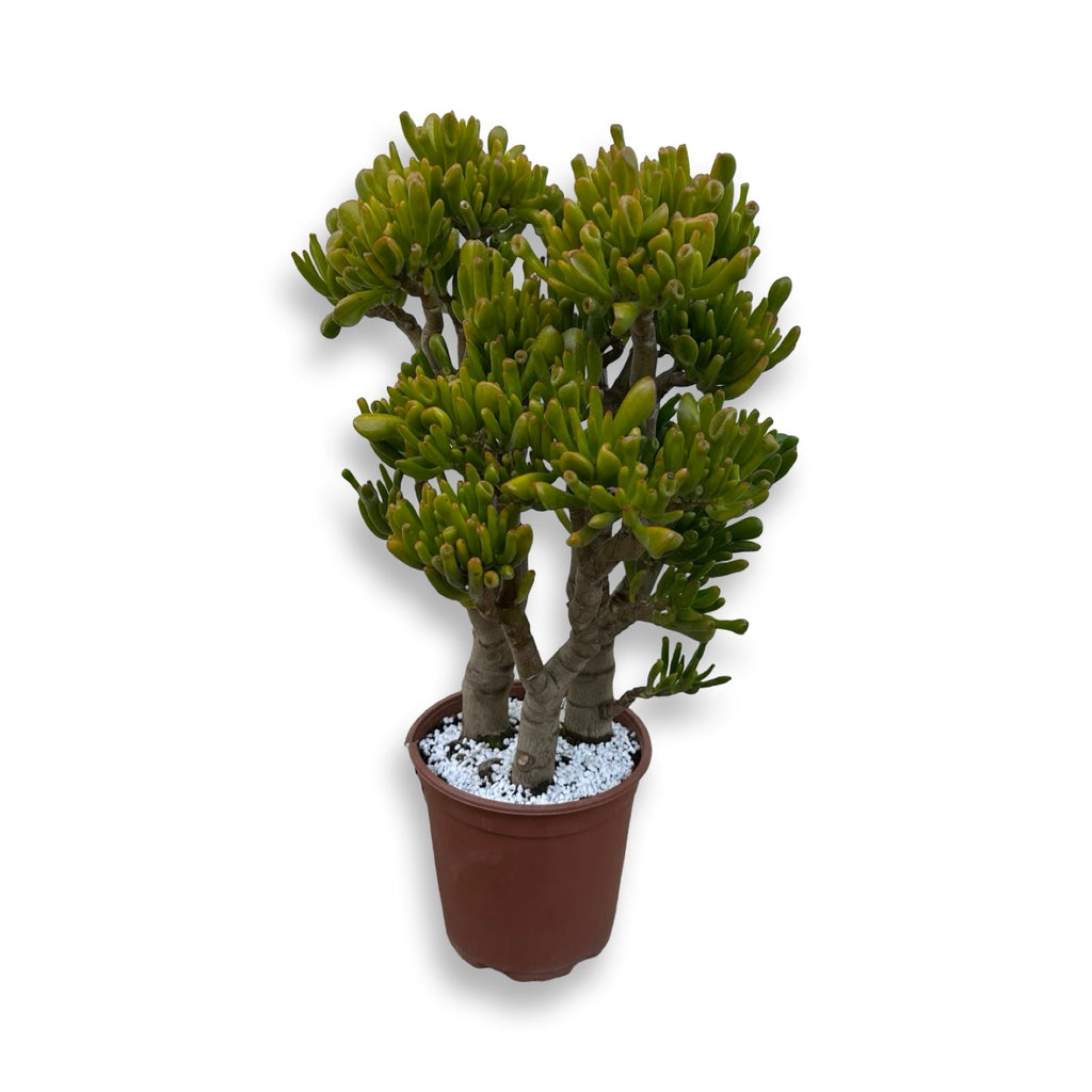Mini Piantina di Crassula Hobbit