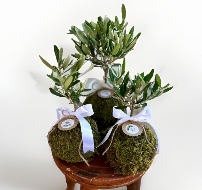 Kokedama di Ulivo - Olea Europea