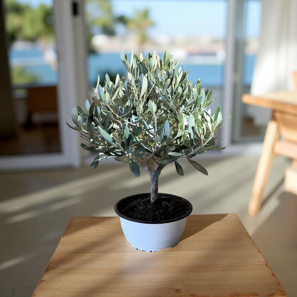 Ciotola simil-Bonsai di Ulivo - Olea europea cipressino CERTIFICATA