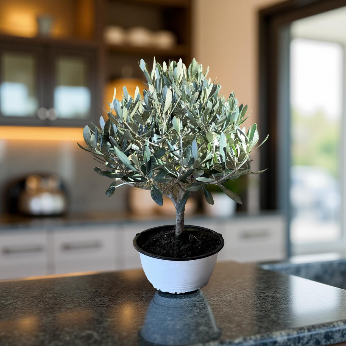 Ciotola simil-Bonsai di Ulivo - Olea europea cipressino CERTIFICATA