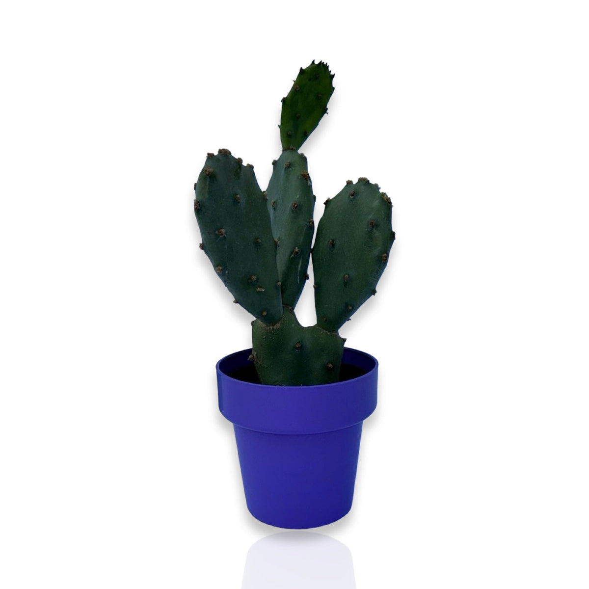 Mini Piantina di Opuntia Vulgaris CERTIFICATA
