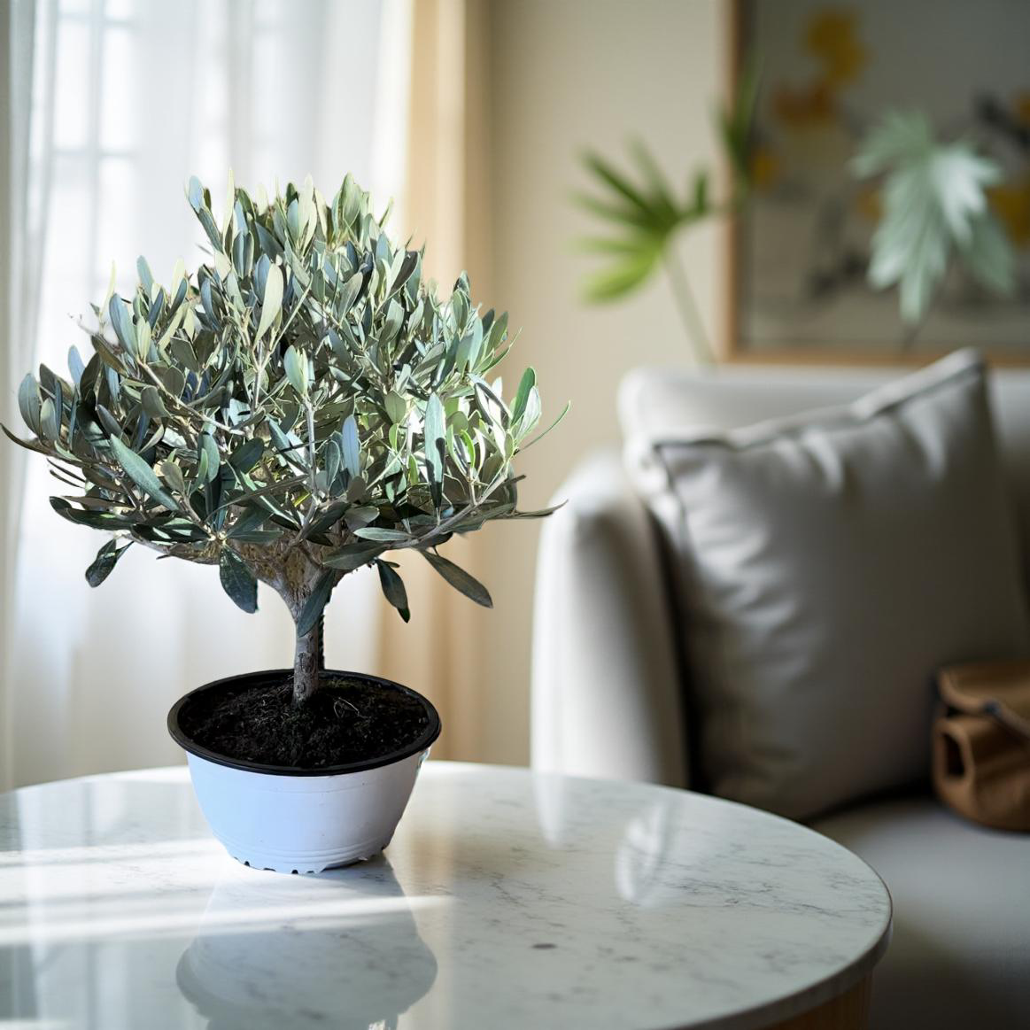 Ciotola simil-Bonsai di Ulivo - Olea europea cipressino CERTIFICATA