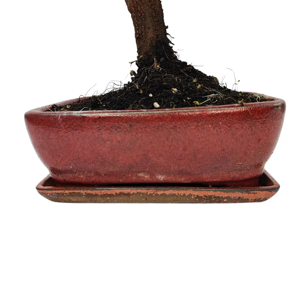 Bonsai Quercus Suber (Sughero) 10 Anni - Collezione Premium