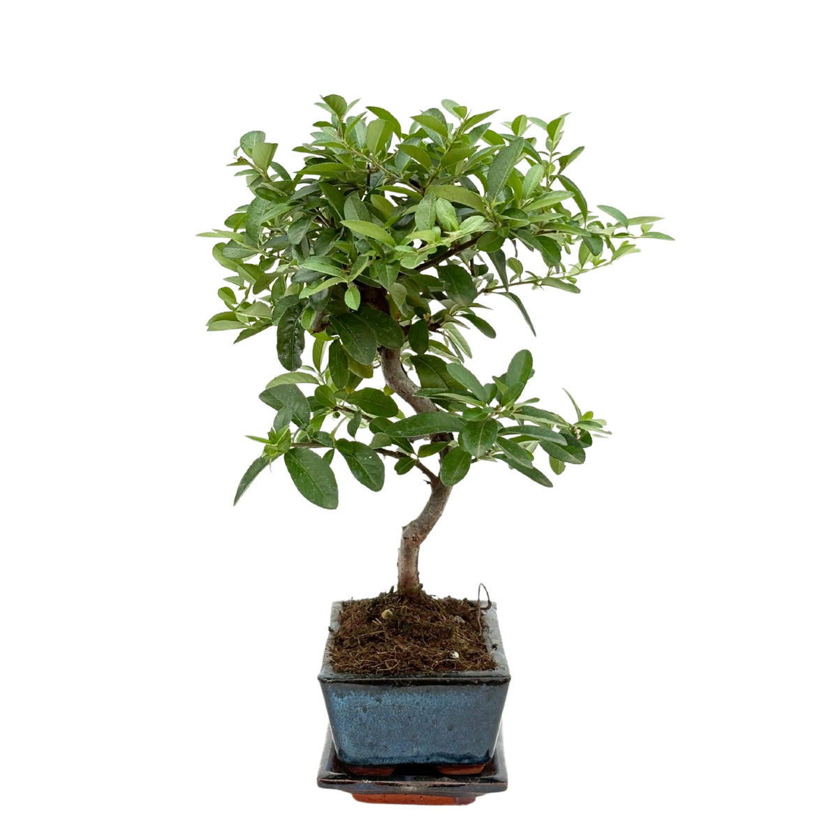 Bonsai 7 Anni Pyracantha (Piracanta) - Collezione Premium
