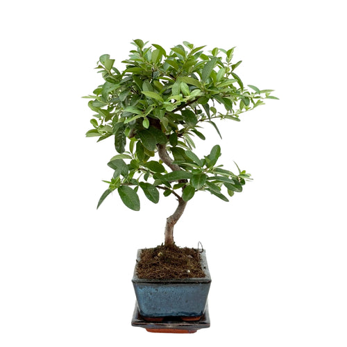 Bonsai 7 Anni Pyracantha (Piracanta) - Collezione Premium