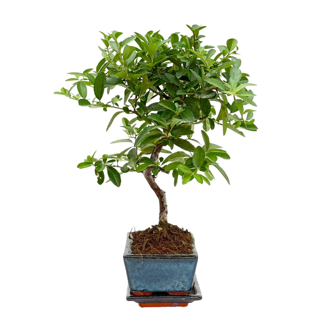 Bonsai 7 Anni Pyracantha (Piracanta) - Collezione Premium