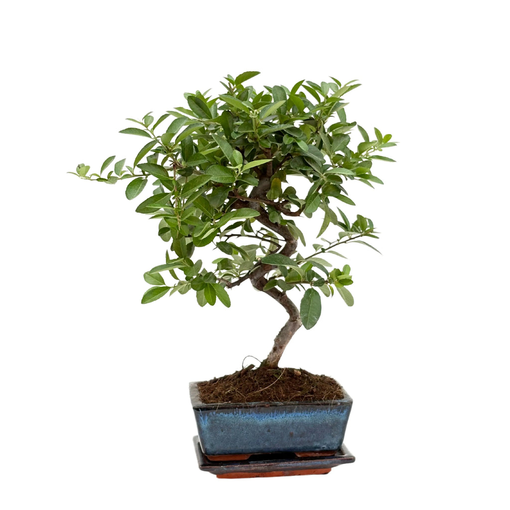 Bonsai 7 Anni Pyracantha (Piracanta) - Collezione Premium
