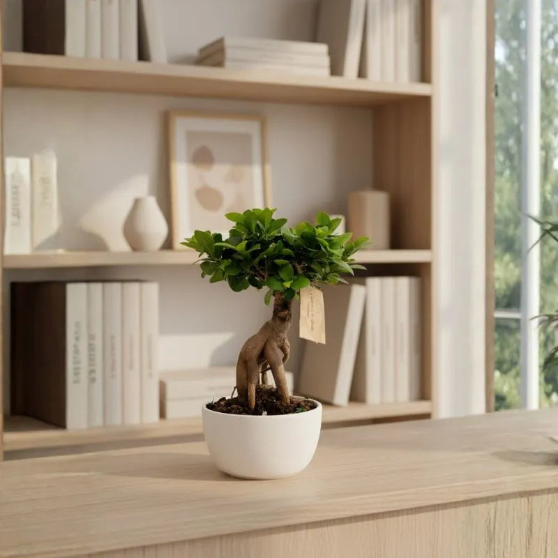 Bonsai Ficus Ginseng in Vaso ceramica Novara