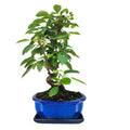 Bonsai Melo 10 Anni - Collezione Premium