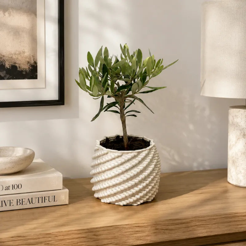 Bonsai olivo in vaso di ceramica Carina D. 10 cm H. 23 cm